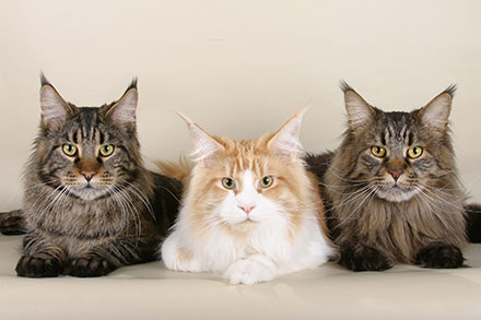 Three Norwegian Forest Cats